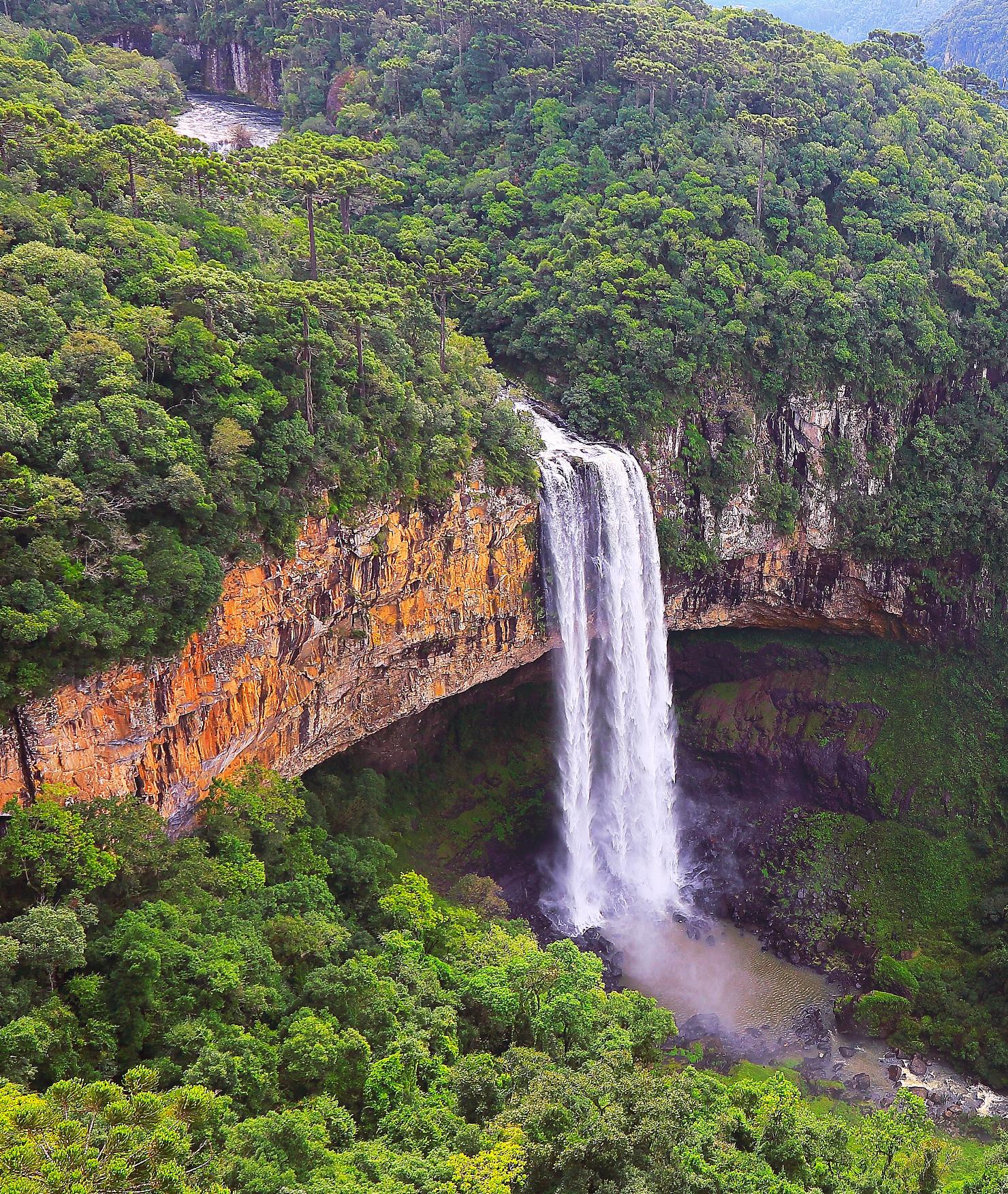 BRITA healthier planet brazilian rain forest